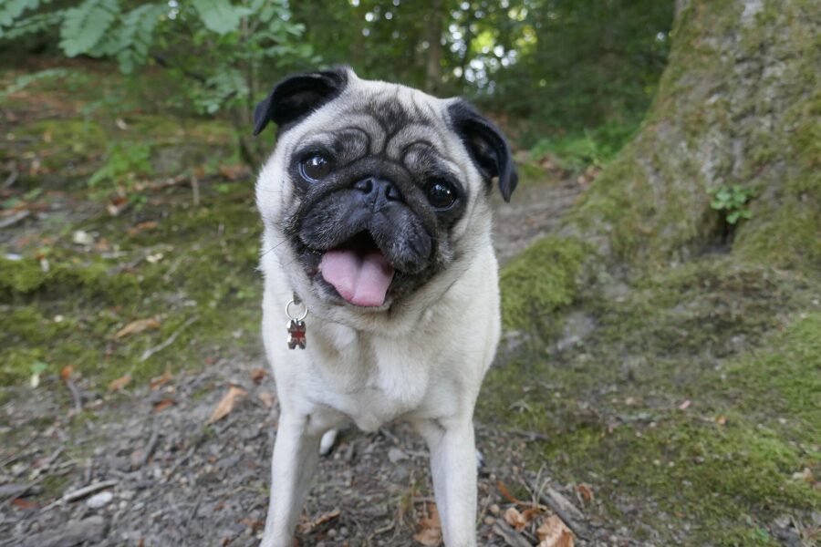 Razas de perros pequeños: 35 razas con su tamaño, carácter y cuidados 11 Carlino leonado con la máscara negra, de pie en un bosque