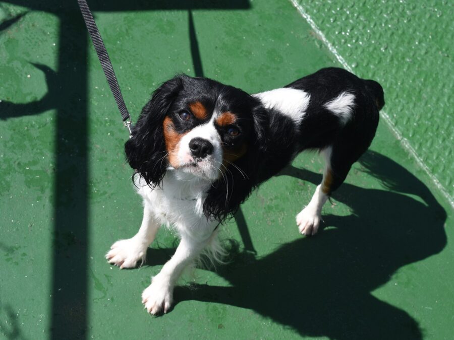Razas de perros pequeños: 35 razas con su tamaño, carácter y cuidados 6 Cavalier king charles tricolor, negro, blanco y fuego, mirando hacia arriba