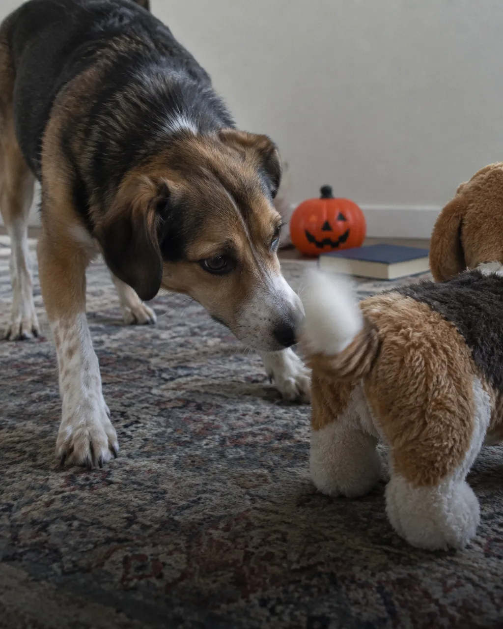 Tu perro puede mostrar celos de un rival que ni siquiera ve 4 Un perro mestizo de tamaño mediano, tenso y estirado hacia adelante, pega la nariz a la parte trasera de un perro de peluche casi de su mismo tamaño sobre una alfombra