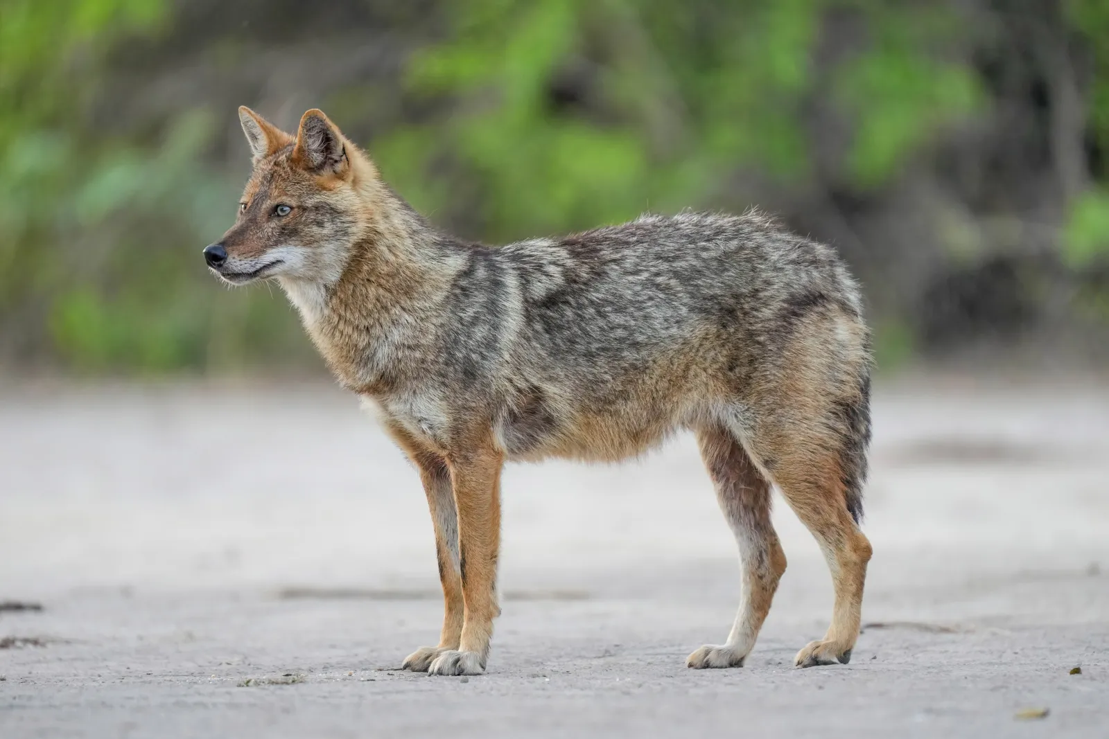 Fotografía de un chacal dorado (Canis aureus)
