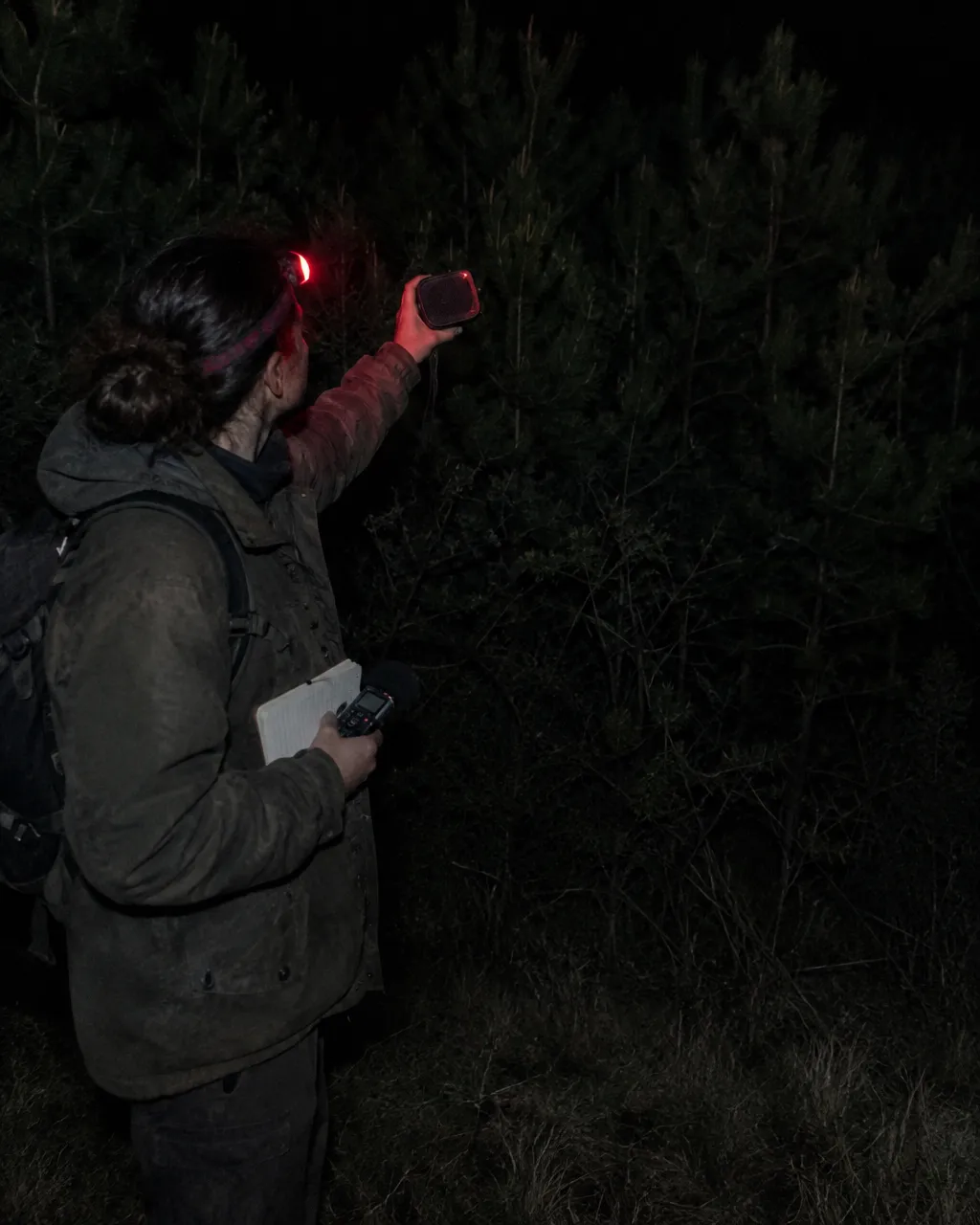 Una persona investigadora con linterna frontal de luz roja sostiene un pequeño altavoz de noche, al borde de un pinar joven y denso