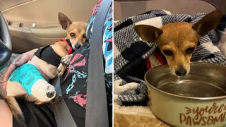chihuahua fractura de femur hero