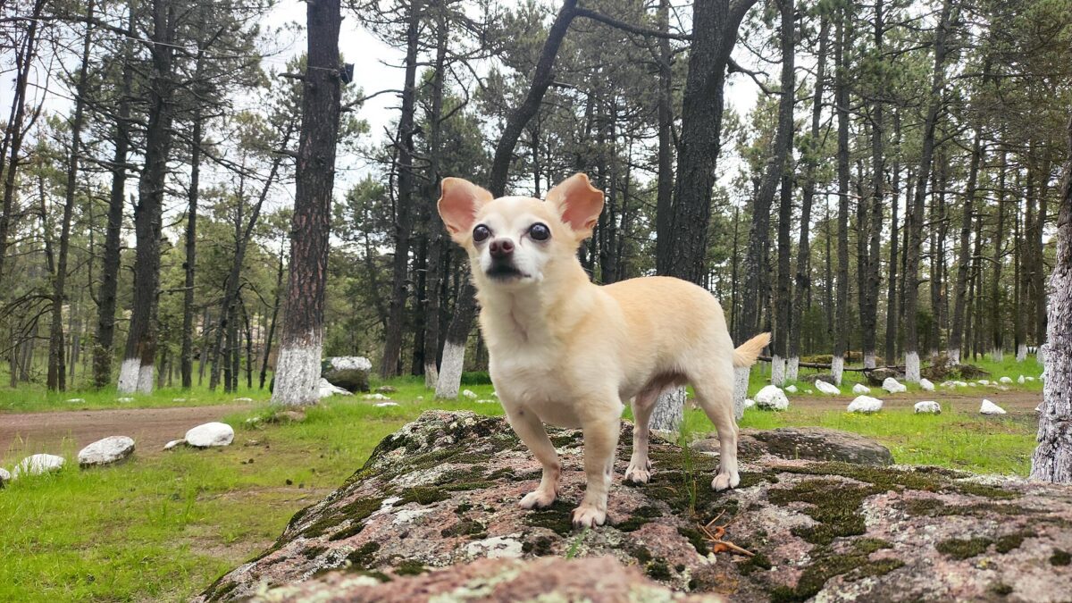 Chihuahueño de pelo corto color crema de pie sobre una roca en un bosque de pinos