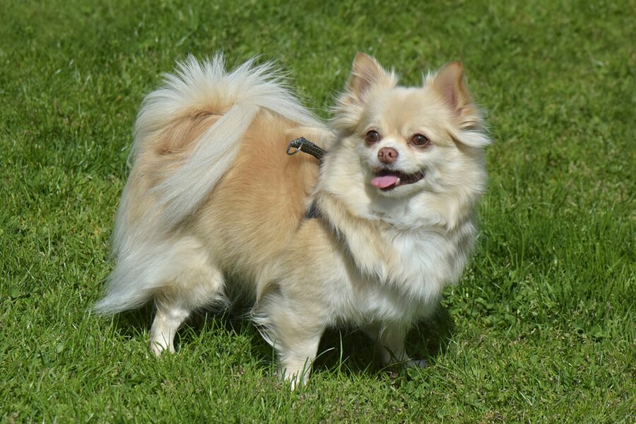 Razas de perros pequeños: 35 razas con su tamaño, carácter y cuidados 2 Chihuahueño de pelo largo crema y blanco de pie sobre el césped, con la boca abierta