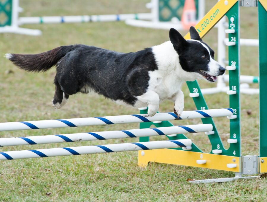 Corgi galés de Cardigan: historia, carácter y cuidados 2 Corgi cardigan azul mirlo con su cola larga saltando una valla de agility