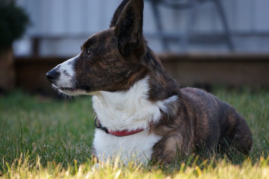 Corgi galés de Cardigan: historia, carácter y cuidados 3 Corgi cardigan atigrado y blanco de perfil sobre el césped, con sus grandes orejas erguidas