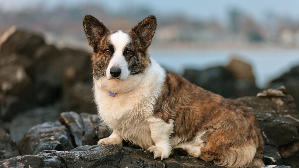 Corgi galés de Cardigan: historia, carácter y cuidados 1 Corgi cardigan atigrado y blanco tumbado sobre unas rocas junto al agua
