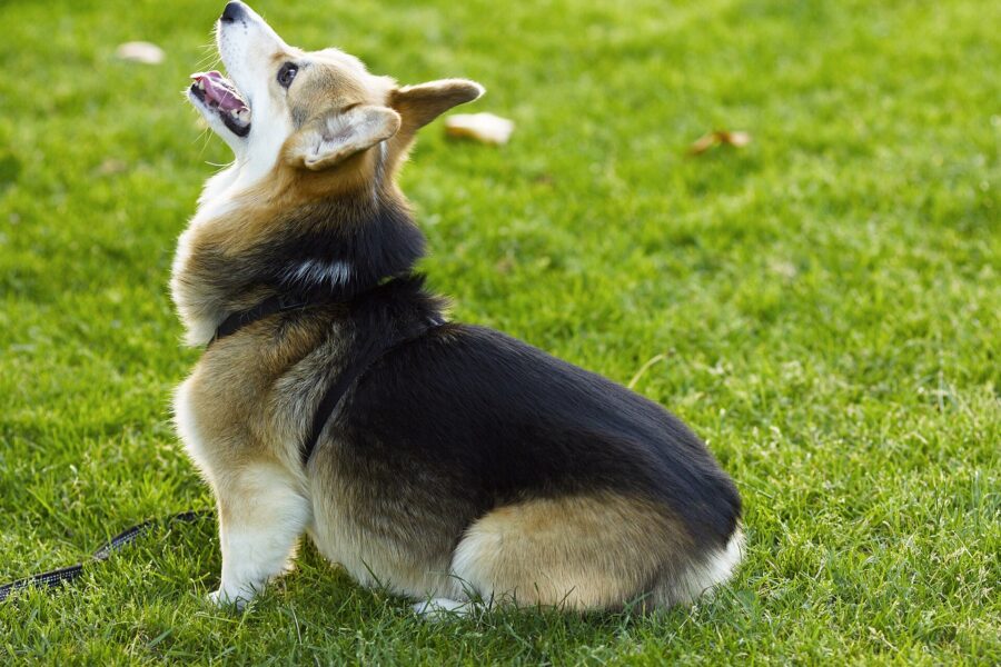 Razas de perros pequeños: 35 razas con su tamaño, carácter y cuidados 12 Corgi de Pembroke negro, fuego y blanco sentado en el pasto, mirando hacia arriba