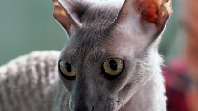 Cara de un gato cornish rex gris de orejas enormes y ojos grandes