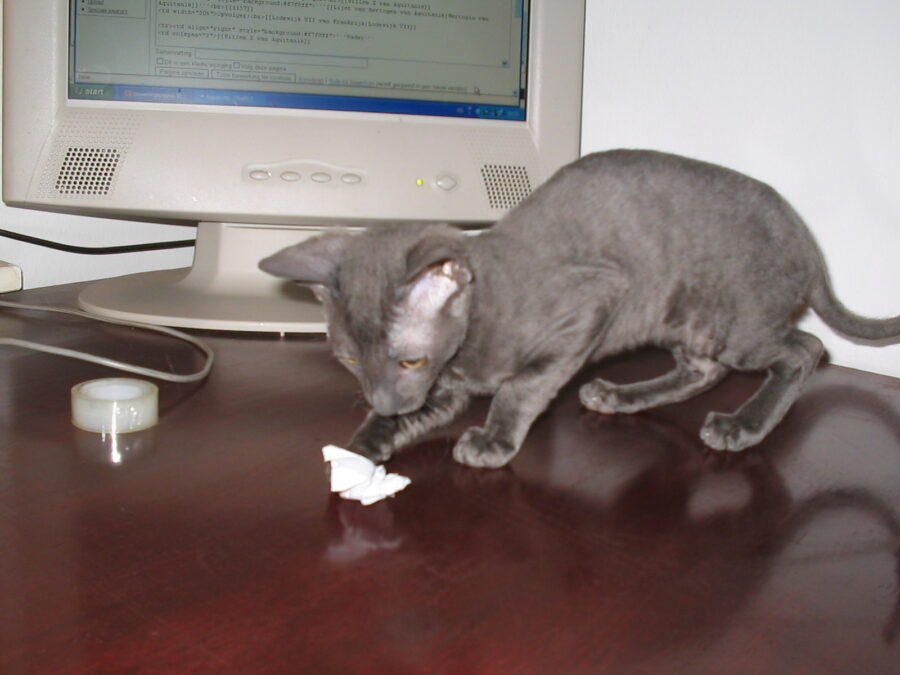 Razas de gatos: 40 razas por su pelo, su tamaño y su carácter 9 Gatito cornish rex gris de cuerpo esbelto jugando con un papel sobre una mesa