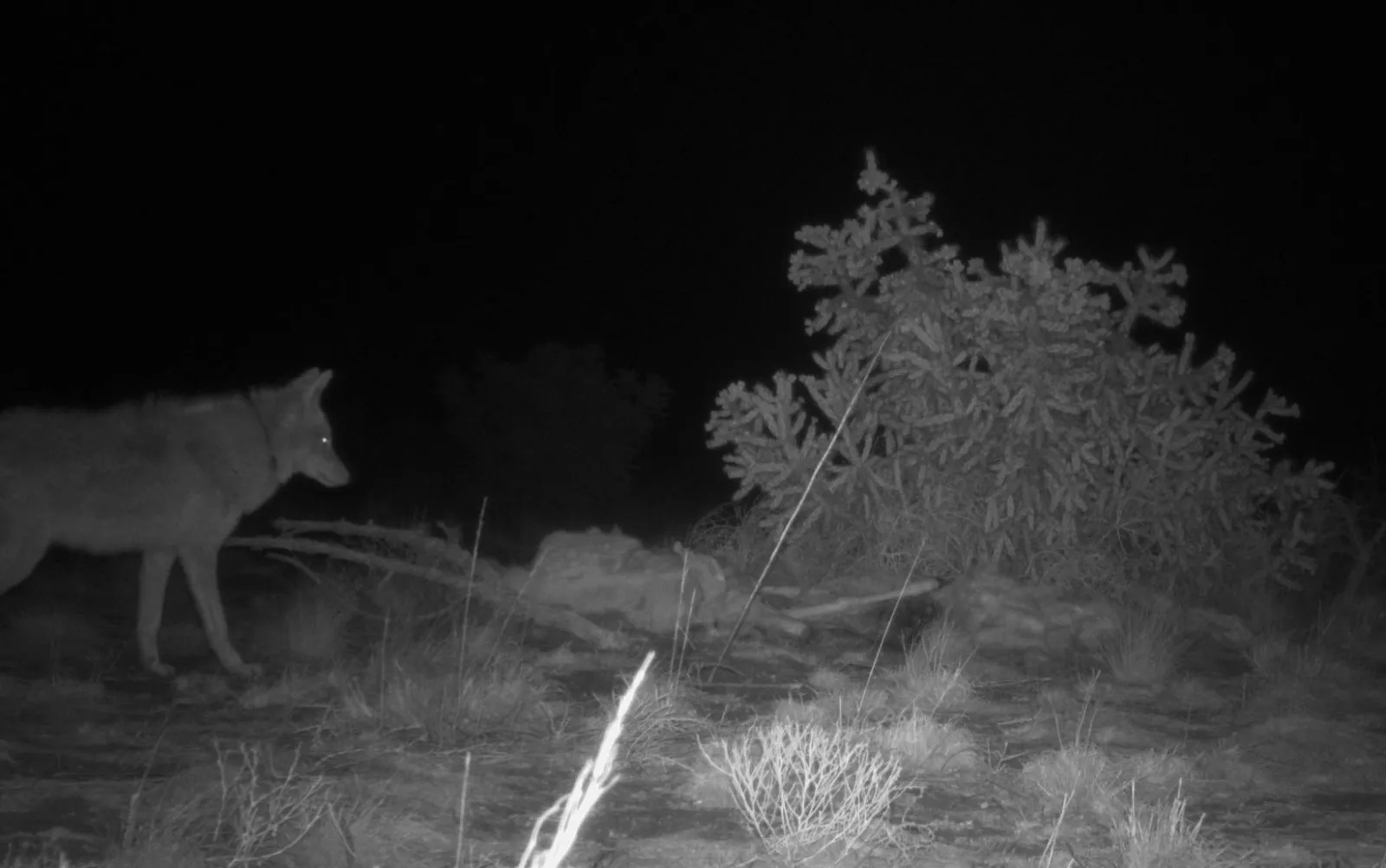 Miles de coyotes viven entre la gente de Chicago y casi nadie los ve 2 Coyote silvestre fotografiado al aire libre