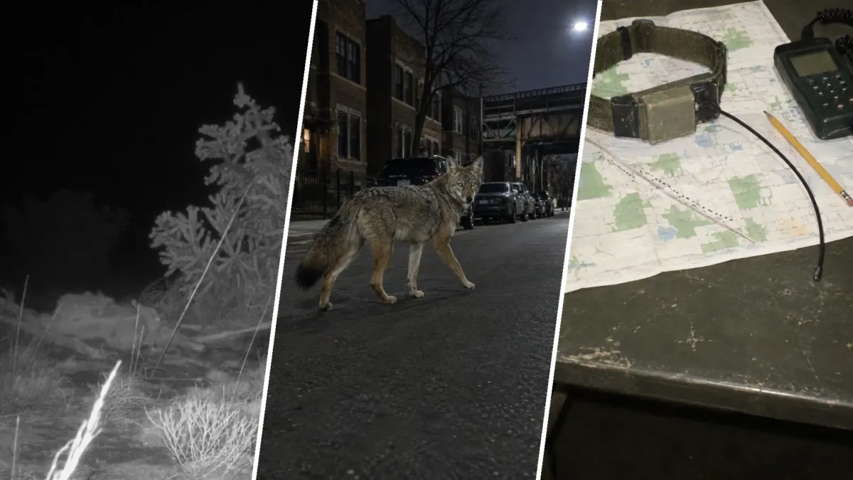 Miles de coyotes viven entre la gente de Chicago y casi nadie los ve 1 Miles de coyotes viven entre la gente de Chicago y casi nadie los ve