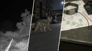 coyotes en chicago miles viven ocultos hero