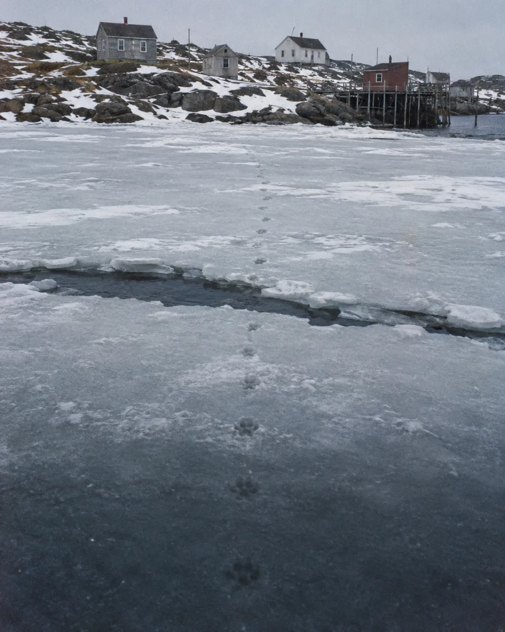 Los «perros parecidos a lobos» que llegaron a Terranova caminando sobre el mar helado 5 Una sola hilera de huellas de cánido sobre la nieve fina que cubre una placa de hielo marino, junto a una grieta de agua oscura, rumbo a una costa rocosa