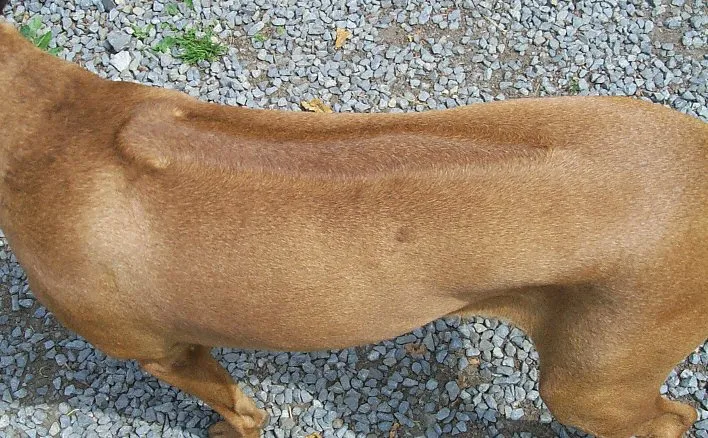 El lomo de un rhodesian ridgeback visto desde arriba, con la franja de pelo que crece al revés