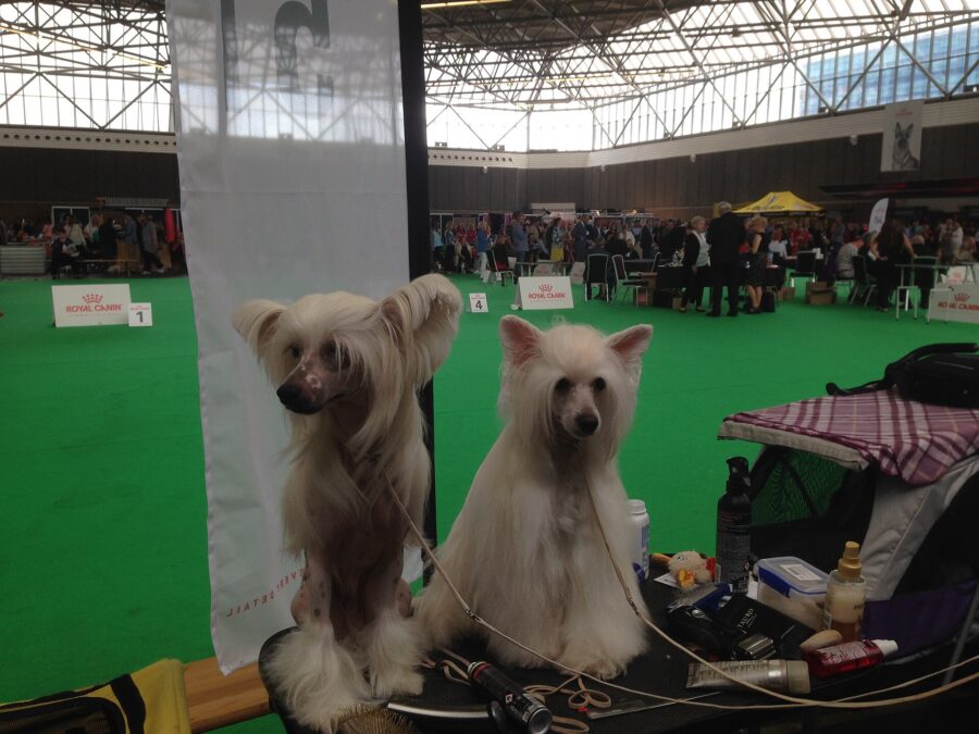Crestado chino: historia, carácter y cuidados de su piel 2 Dos crestados chinos sin pelo, con la cresta blanca, sentados en una exposición canina