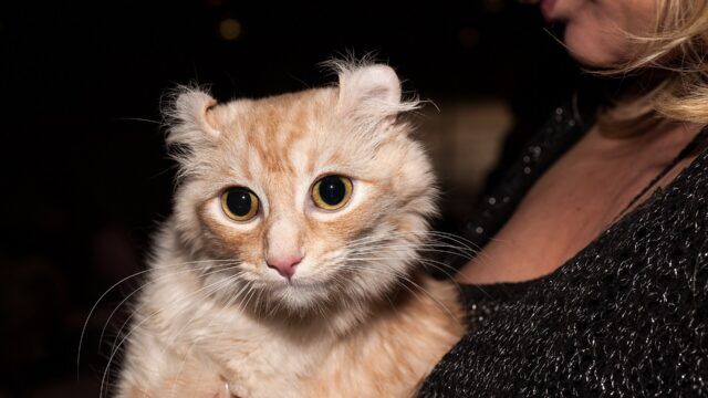 Gato curl americano de pelo largo color crema y blanco en brazos de una persona, con las orejas curvadas hacia atrás