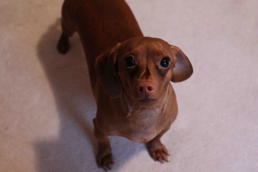 Razas de perros pequeños: 35 razas con su tamaño, carácter y cuidados 10 Dachshund miniatura de pelo corto y color rojizo mirando hacia arriba