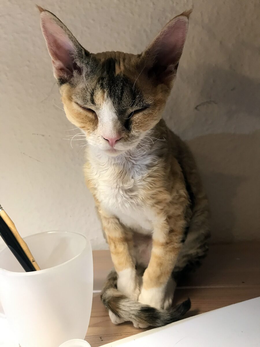 Gato devon rex carey de orejas grandes sentado junto a un vaso blanco