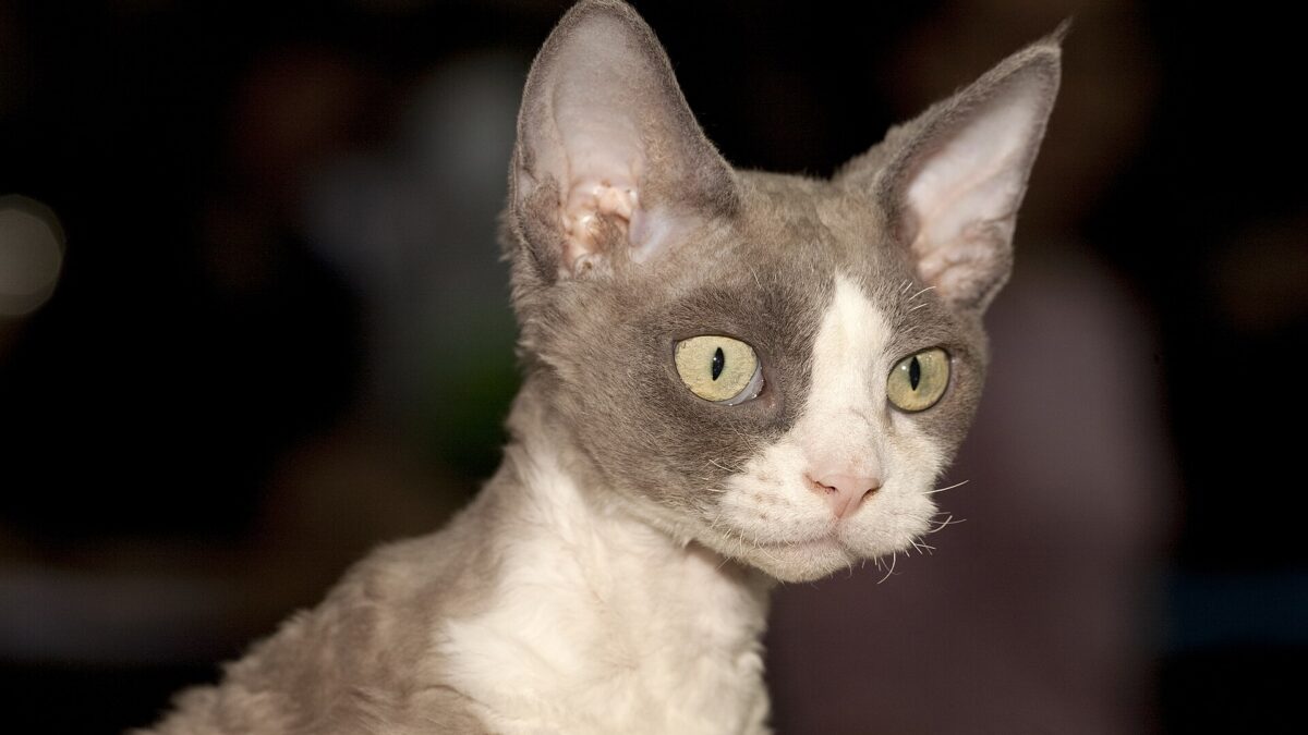 Gato devon rex gris y blanco de orejas enormes y ojos amarillos, sobre un fondo oscuro