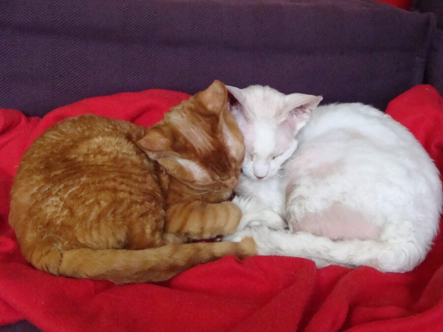 Dos gatos devon rex, uno rojo y otro blanco, durmiendo juntos sobre una manta roja