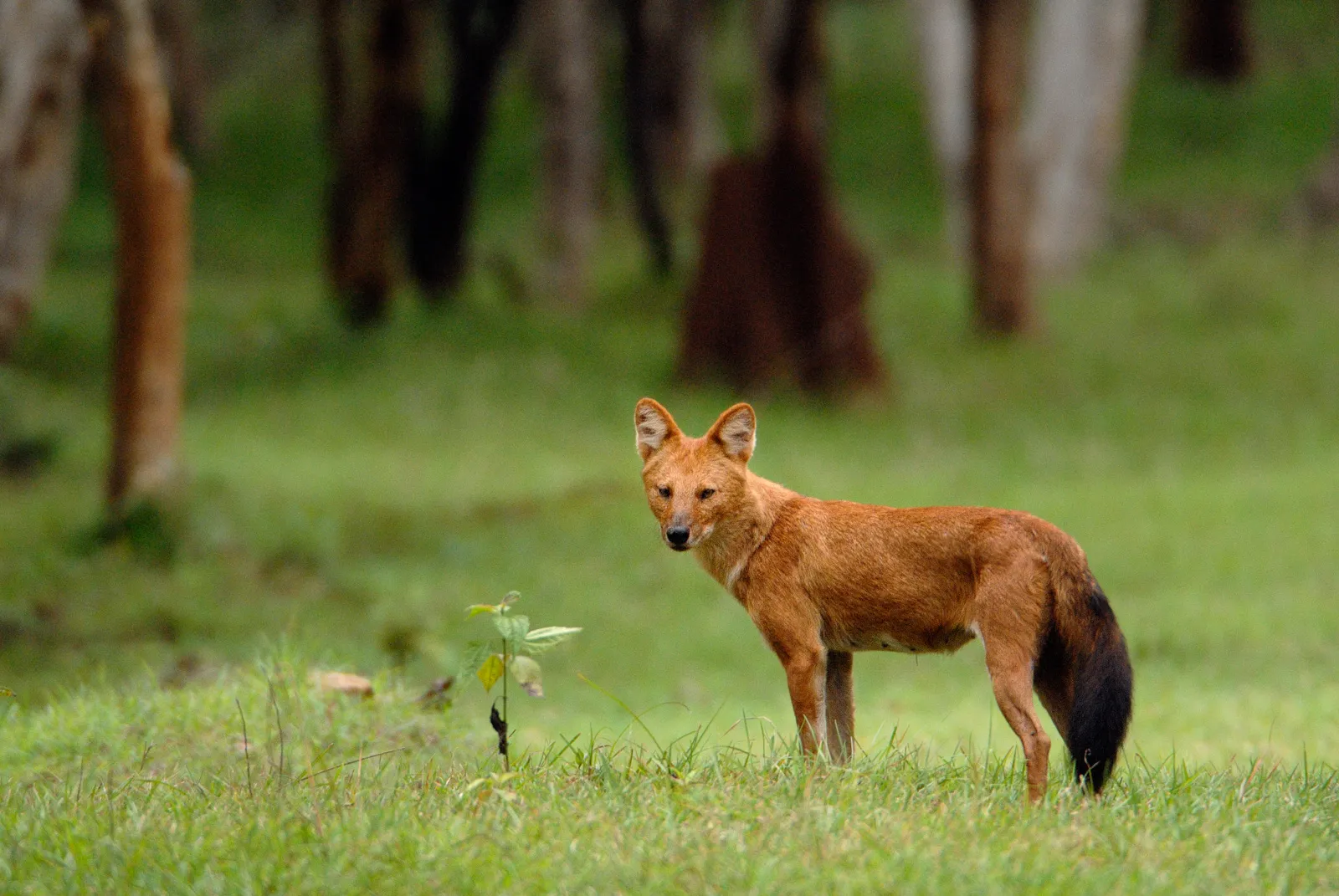 Kipling lo pintó como villano, pero el dhole silba para que ninguno de los suyos se pierda 2 Dhole, cánido salvaje de Asia de pelaje rojizo