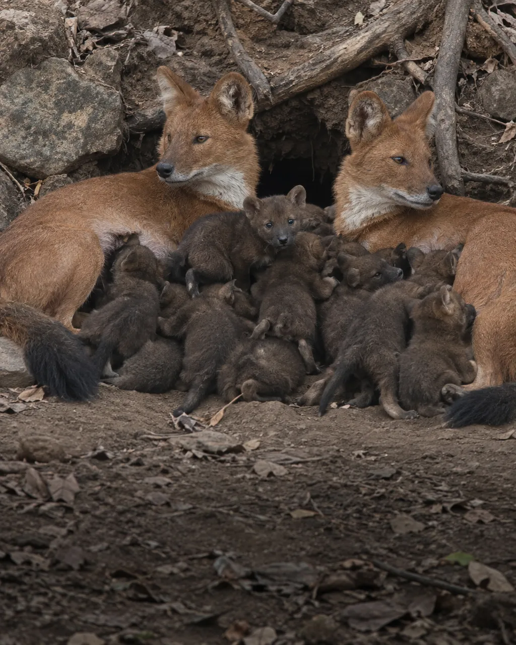 Kipling lo pintó como villano, pero el dhole silba para que ninguno de los suyos se pierda 3 Boca de una madriguera excavada en un talud de tierra seca, entre rocas y raíces, vista desde lejos