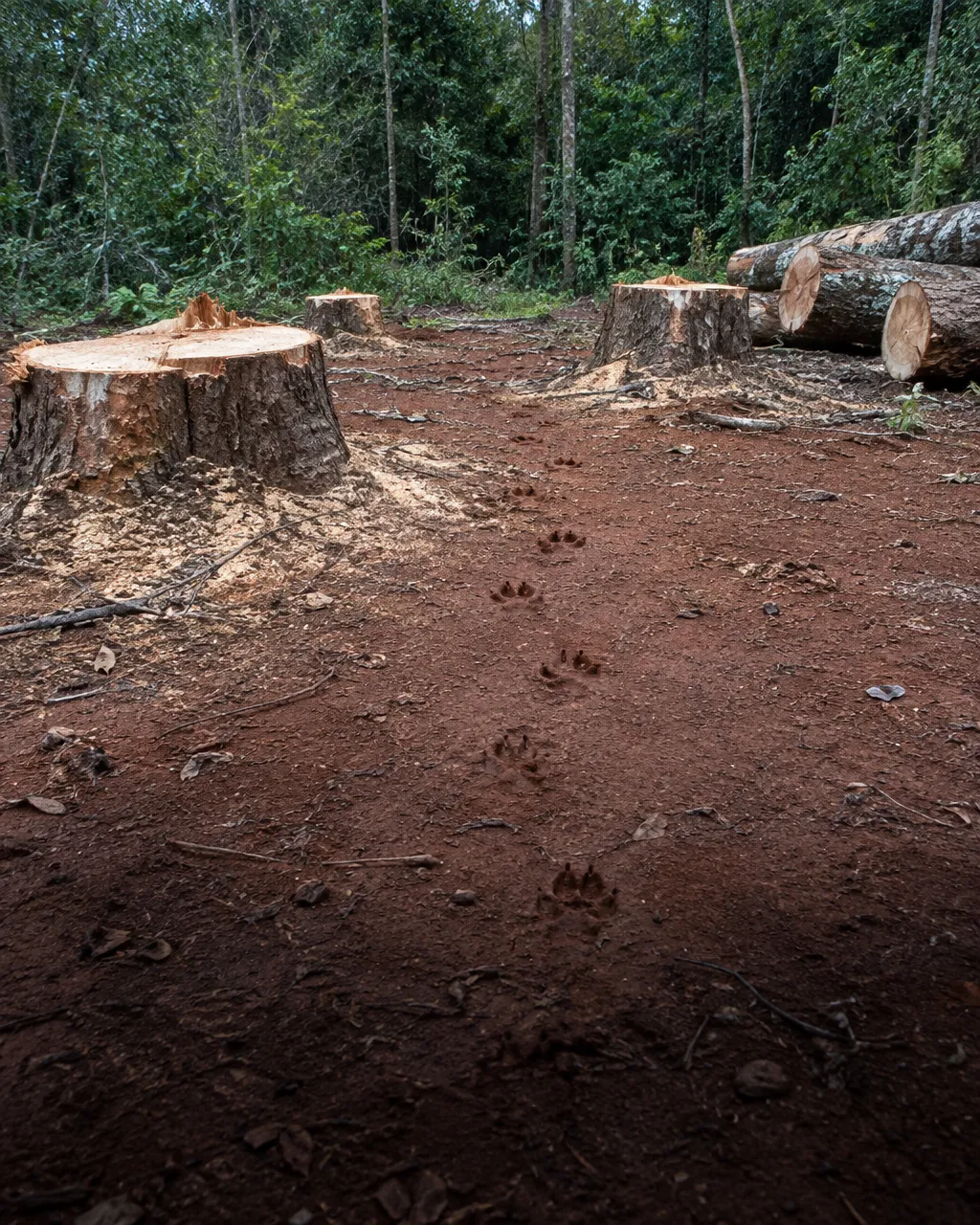Kipling lo pintó como villano, pero el dhole silba para que ninguno de los suyos se pierda 5 Tocones recién cortados, aserrín y troncos apilados sobre suelo rojo en el borde de un bosque seco talado