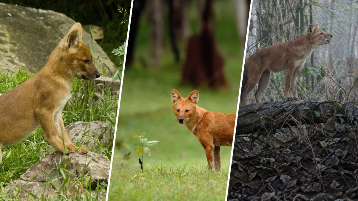 Kipling lo pintó como villano, pero el dhole silba para que ninguno de los suyos se pierda 1 Kipling lo pintó como villano, pero el dhole silba para que ninguno de los suyos se pierda