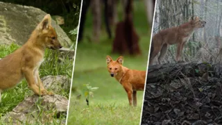 dhole perro salvaje de asia que silba hero