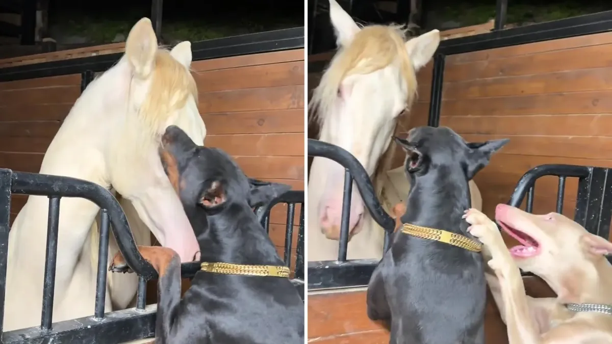 Un caballo de ojos azules asoma por la cerca, y dos dóberman lo esperan del otro lado 1 Un caballo de ojos azules asoma por la cerca, y dos dóberman lo esperan del otro lado