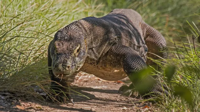 Un dragón de Komodo adulto avanza de frente por un sendero entre pastos altos, con la lengua asomando