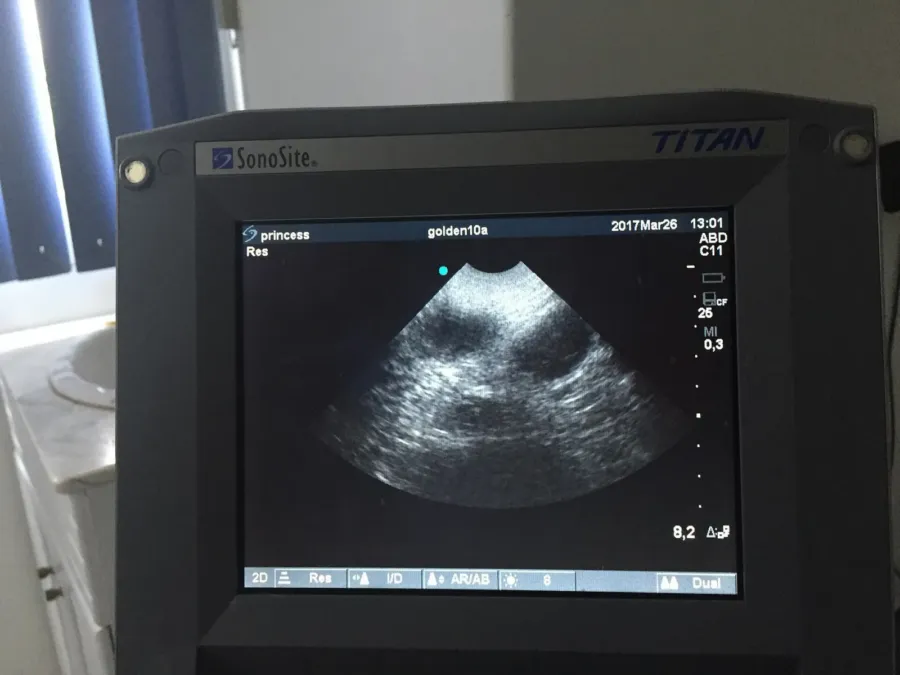 Peritonitis en perros: causas, síntomas, tratamiento y pronóstico 3 La pantalla de un ecógrafo muestra en blanco y negro una imagen del abdomen de una perra