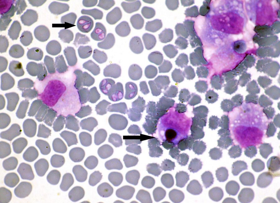 Ehrlichiosis canina (erliquia): síntomas, contagio y tratamiento 3 Muestra de sangre de perro al microscopio con flechas que señalan parásitos