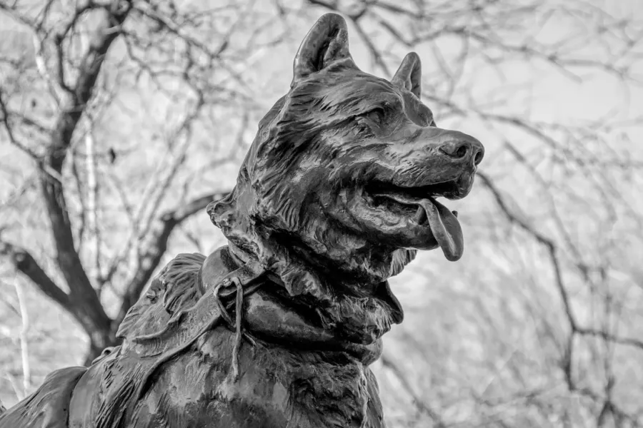 Nombres para perros machos: 200 ideas originales y con historia 2 La estatua de bronce del perro Balto en Central Park, de cerca, en blanco y negro