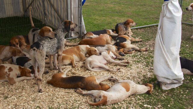 Jauría de foxhounds ingleses tricolores descansando sobre paja en una feria rural