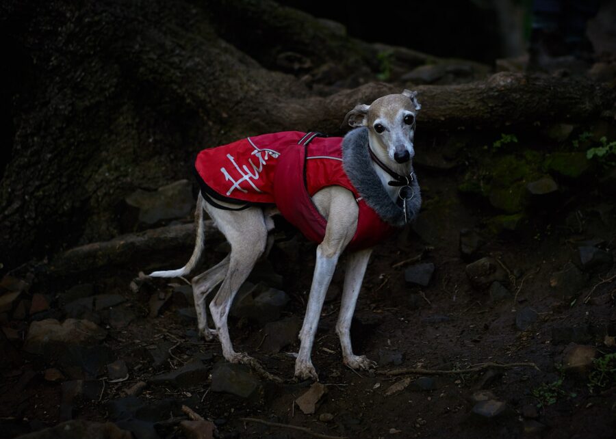 Razas de perros pequeños: 35 razas con su tamaño, carácter y cuidados 13 Galgo italiano con un abrigo rojo durante una caminata en el bosque