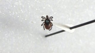 garrapata patas negras ixodes