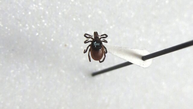 Garrapata de patas negras, del género Ixodes, vista de cerca sobre un fondo claro