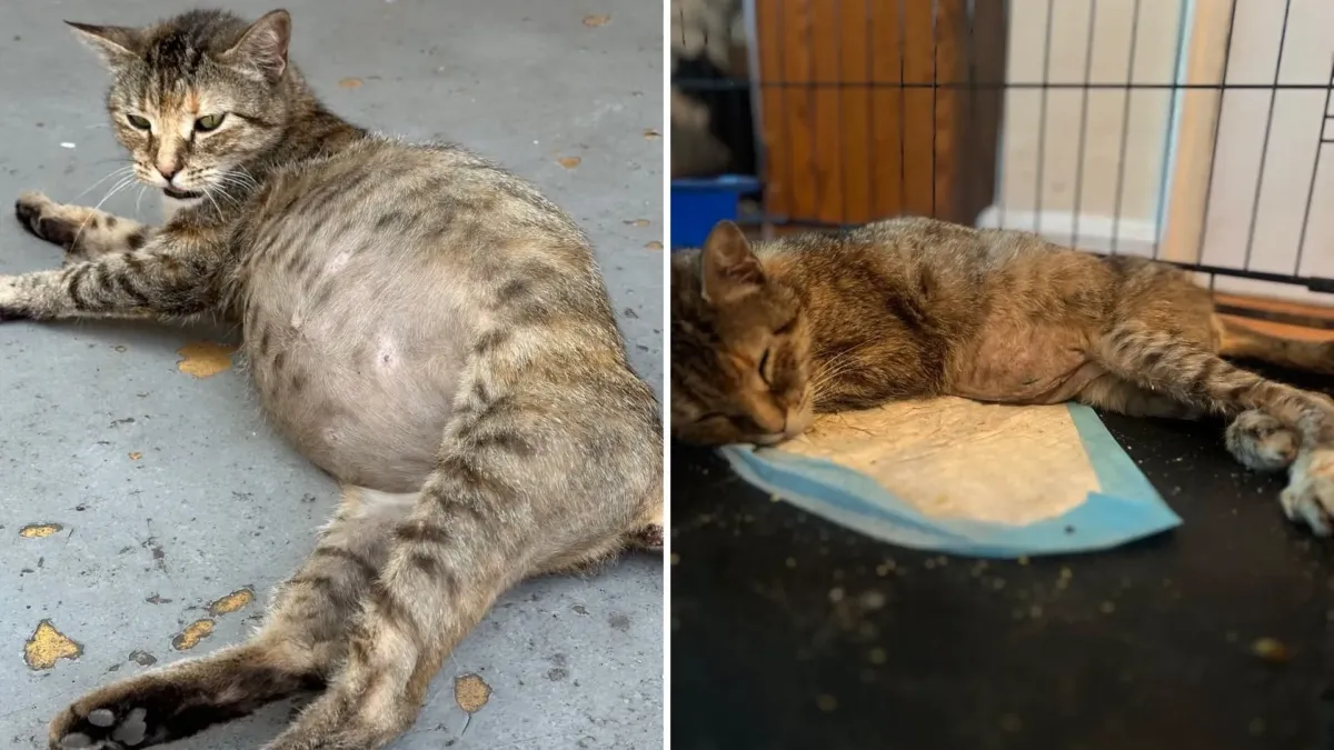 Su familia la dejó en la calle por una panza que todos creían llena de gatitos