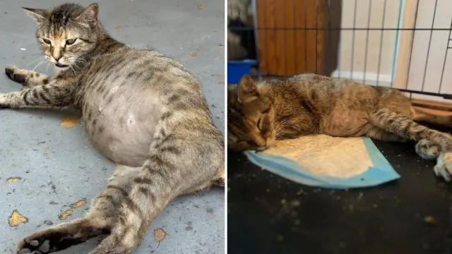 Su familia la dejó en la calle por una panza que todos creían llena de gatitos