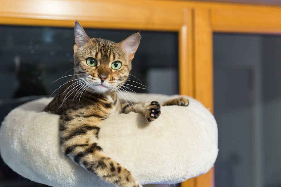 Razas de gatos: 40 razas por su pelo, su tamaño y su carácter 12 Gata bengalí de pelaje manchado echada sobre una cama redonda para gatos