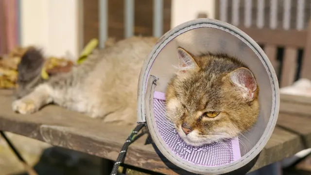 Una gata atigrada con un collar isabelino transparente, tumbada al sol sobre una mesa de madera