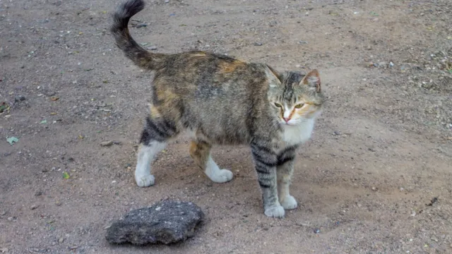 Una gata preñada de pelaje atigrado y carey, de pie en un patio de tierra, con la barriga redondeada, mira a la cámara