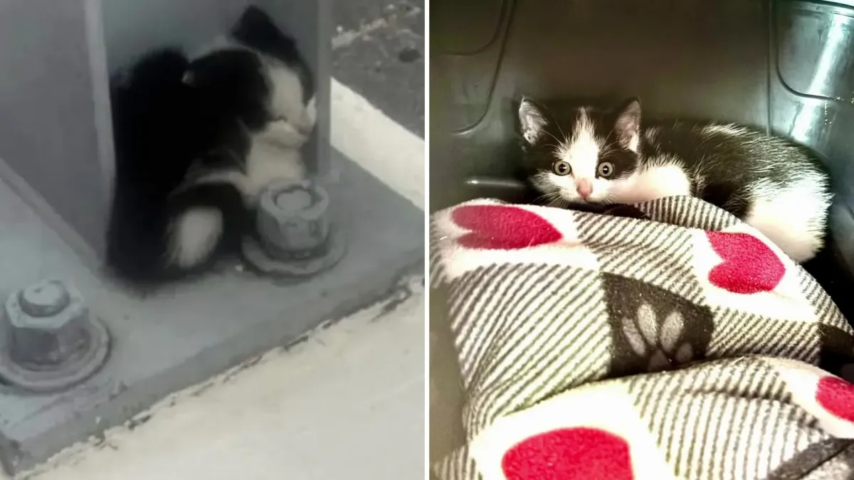 Un gatito se escondió bajo un puente de Fort Lauderdale, con los autos rugiendo encima 1 Un gatito se escondió bajo un puente de Fort Lauderdale, con los autos rugiendo encima