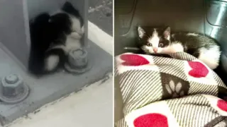 gatito bajo un puente fort lauderdale hero
