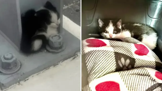 Un gatito se escondió bajo un puente de Fort Lauderdale, con los autos rugiendo encima