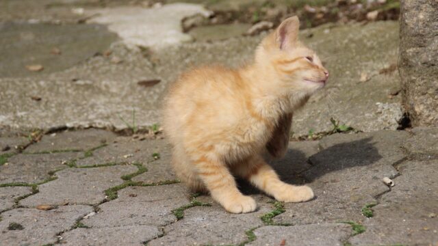 Gatito anaranjado rascándose el cuello con una pata trasera sobre un suelo de piedra