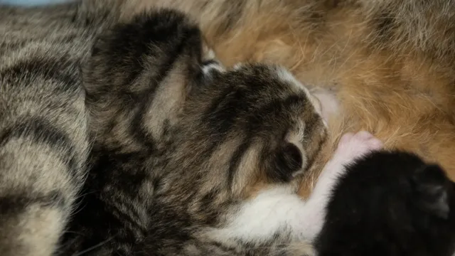 Dos gatitos atigrados de cinco días, con los ojos cerrados, maman acurrucados contra el pelo de su madre