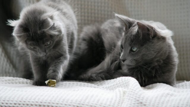 Dos gatitos nebelung grises de pelo semilargo sobre una manta blanca
